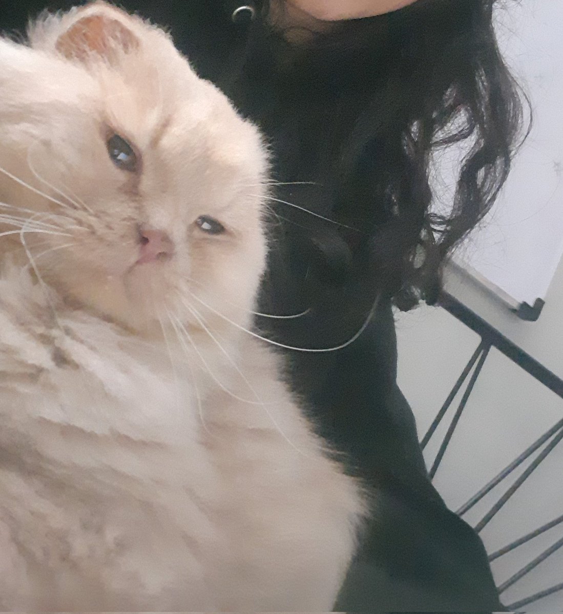 escap1ngirls's tweet image. Hii! This sweet angel is looking for a home!
Super loving n cuddly. Looking for an owner who has experience with semi-chronic issues in pets. Underwent a Perennial Urethrostomy 2 mnths ago, &amp;amp; is still recovering from the procedure, which demands bimonthly checkups (details below)