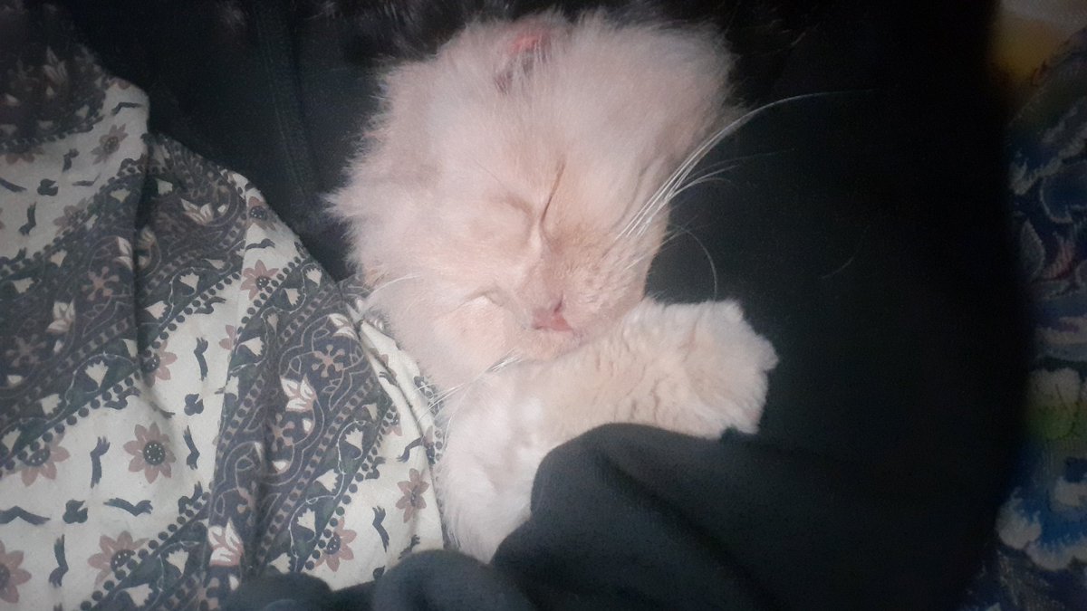 escap1ngirls's tweet image. Hii! This sweet angel is looking for a home!
Super loving n cuddly. Looking for an owner who has experience with semi-chronic issues in pets. Underwent a Perennial Urethrostomy 2 mnths ago, &amp;amp; is still recovering from the procedure, which demands bimonthly checkups (details below)