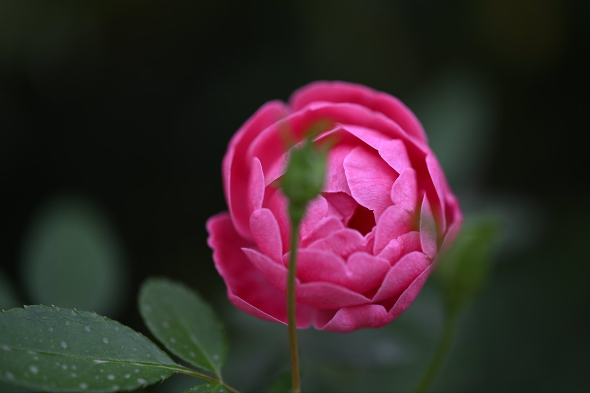 kazumi (@zf1118kazumi) / Posts / X