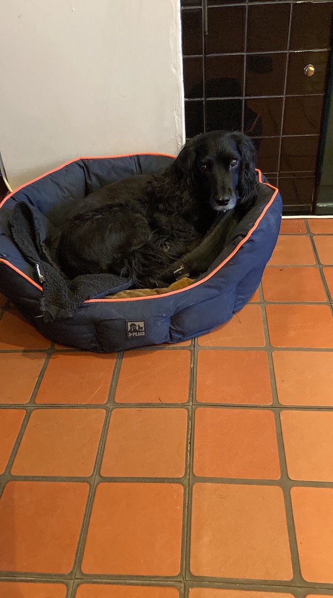 millypod1's tweet image. 🆘2 FEB 2026 #Lost COOKEY #ScanMe
Cocker Spaniel Female
Stubbs Common Farm, Common Road #WaldenStubbs
#Doncaster #SouthYorkshire #DN6 doglost.co.uk/dog/201977