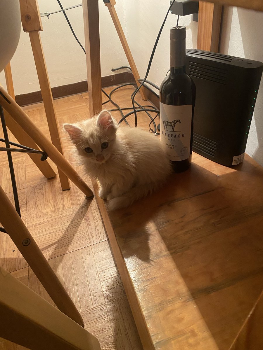 Mòn petit chat chat coton 🥰