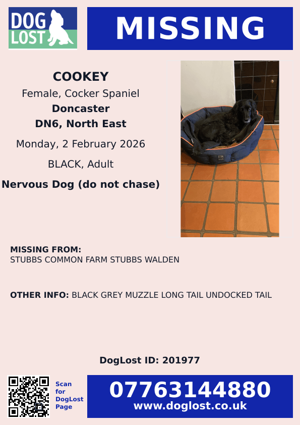 millypod1's tweet image. 🆘2 FEB 2026 #Lost COOKEY #ScanMe
Cocker Spaniel Female
Stubbs Common Farm, Common Road #WaldenStubbs
#Doncaster #SouthYorkshire #DN6 doglost.co.uk/dog/201977