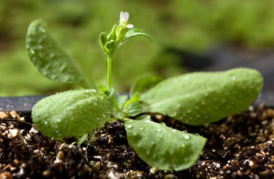 Salk Institute tweet media