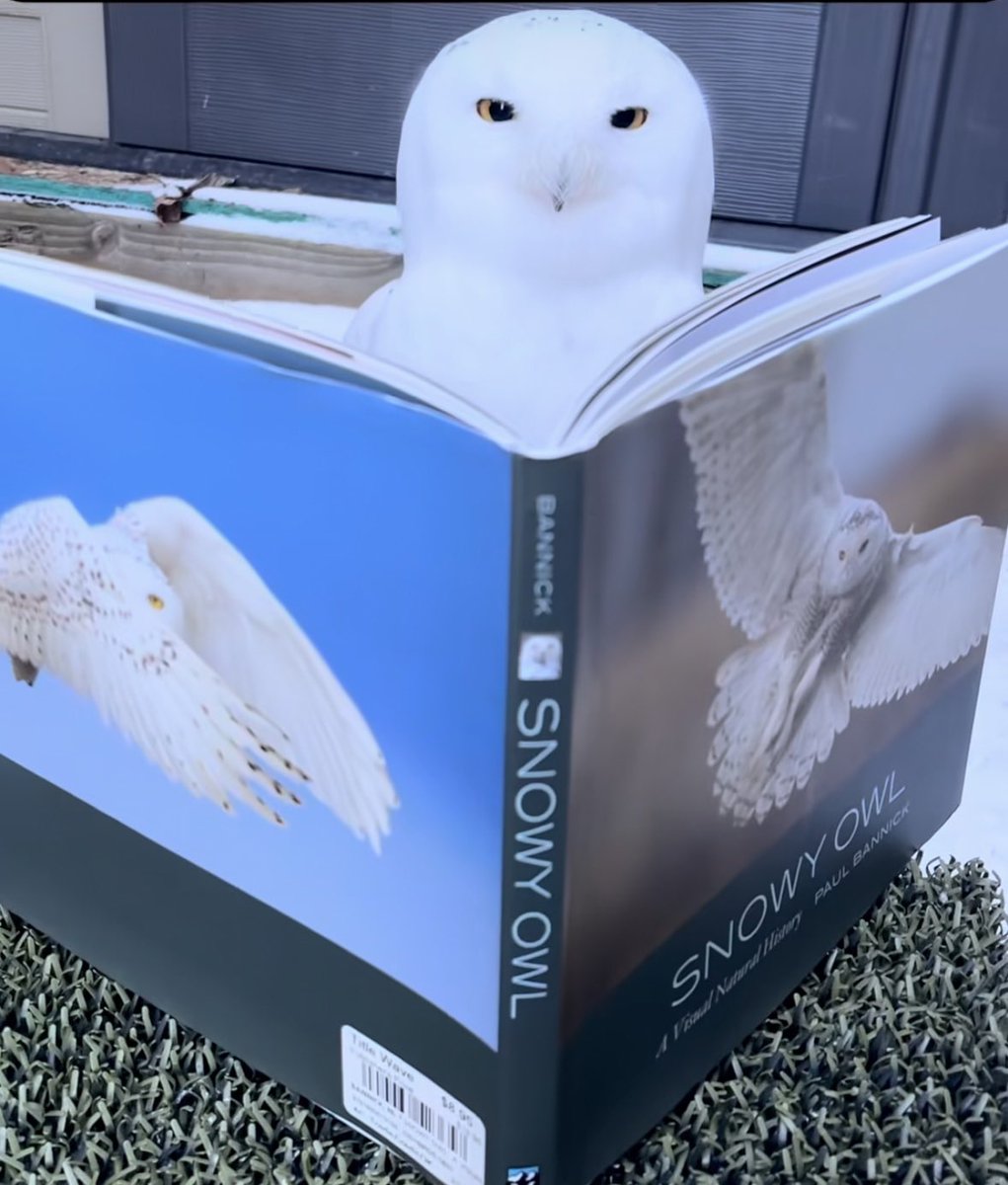 SavosAndSavos's tweet image. 