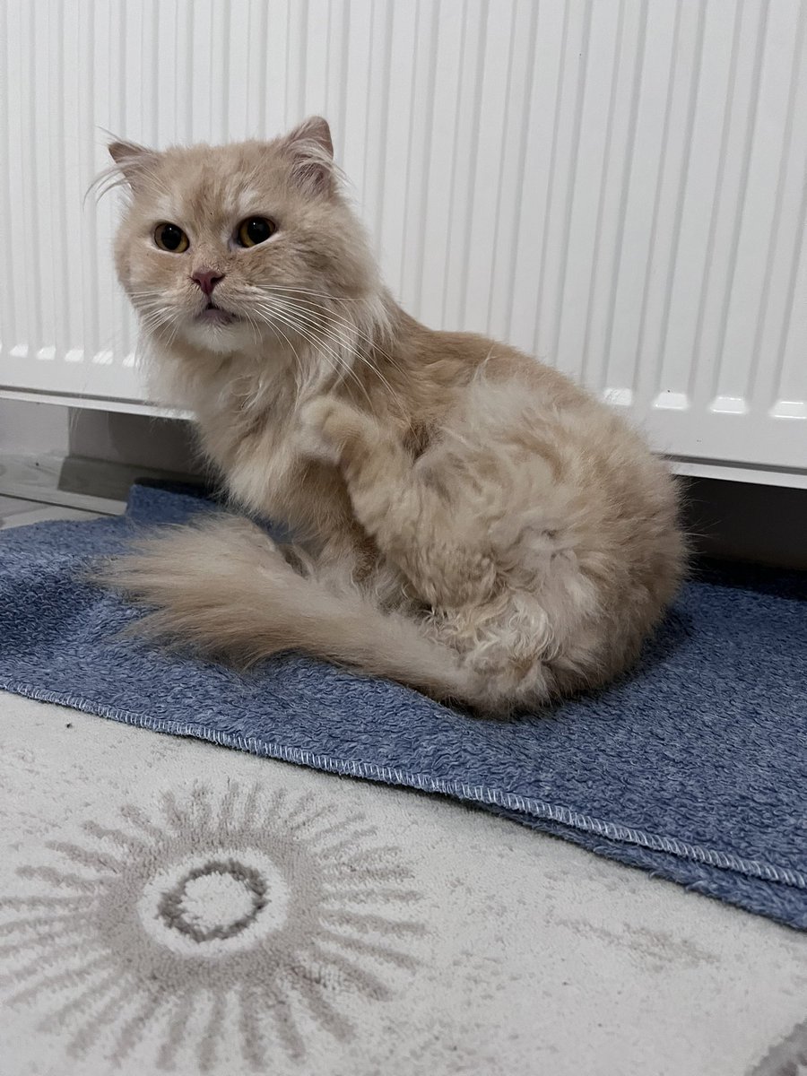 Sokağa atılmıştı,yuva buldu ama olmadı.Bu çocuk sokakta yaşayamaz.Garibimin sesi soluğu çıkmıyor.Bir köşede kıvrılıp uyur.Ne olur biri açsın yuvasını.Erkek/9 aylık.İç dış parazit yapıldı,kısırlaştırma şartı vardır.Bağcılar/İstanbul