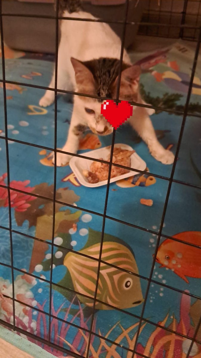 منال tweet media