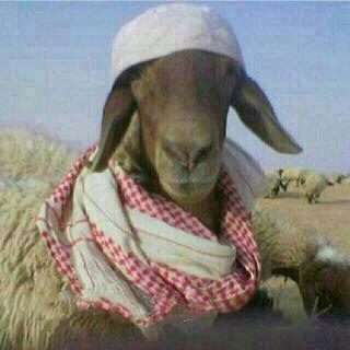 ༺✿ حگيَمـ زًمـآنه̷̸̐ ✿༻ tweet media