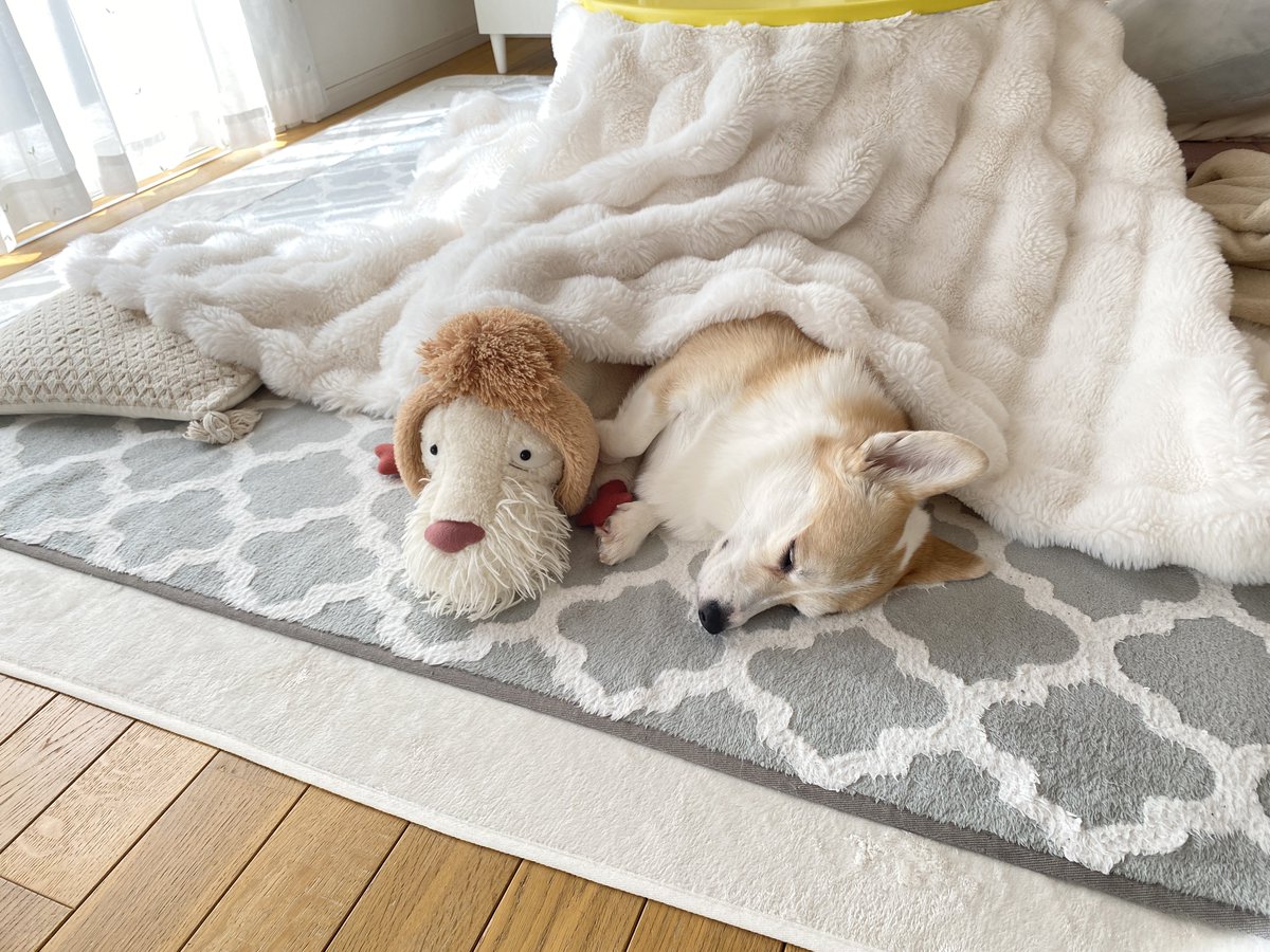 Banana_corgi7's tweet photo. コーギーのあんずとジブリのヒン最近のまとめ🐶🐶 https://t.co/oiMdeeXMqE