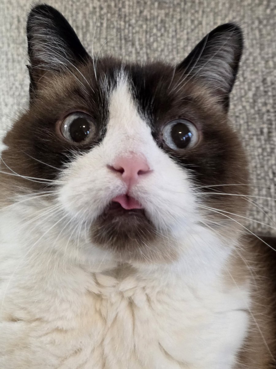 Sir Can Pirate tweet media