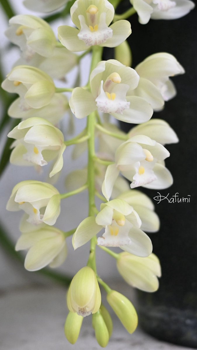 花日記 Community on X - 313 Members