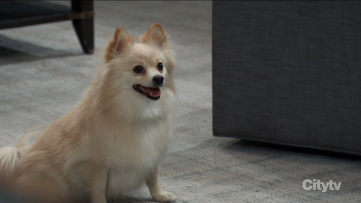 Fizz is on today. #GH