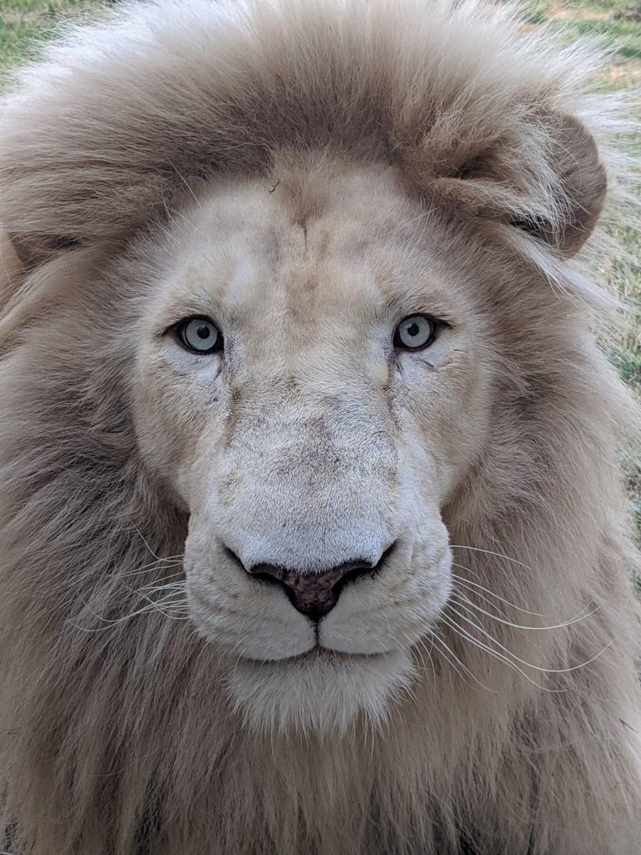 Tiger World tweet media