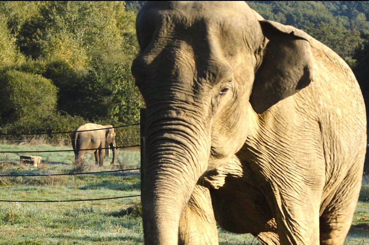 Elephant Haven tweet media