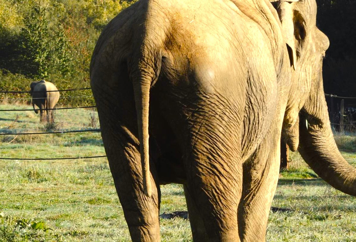 Elephant Haven tweet media