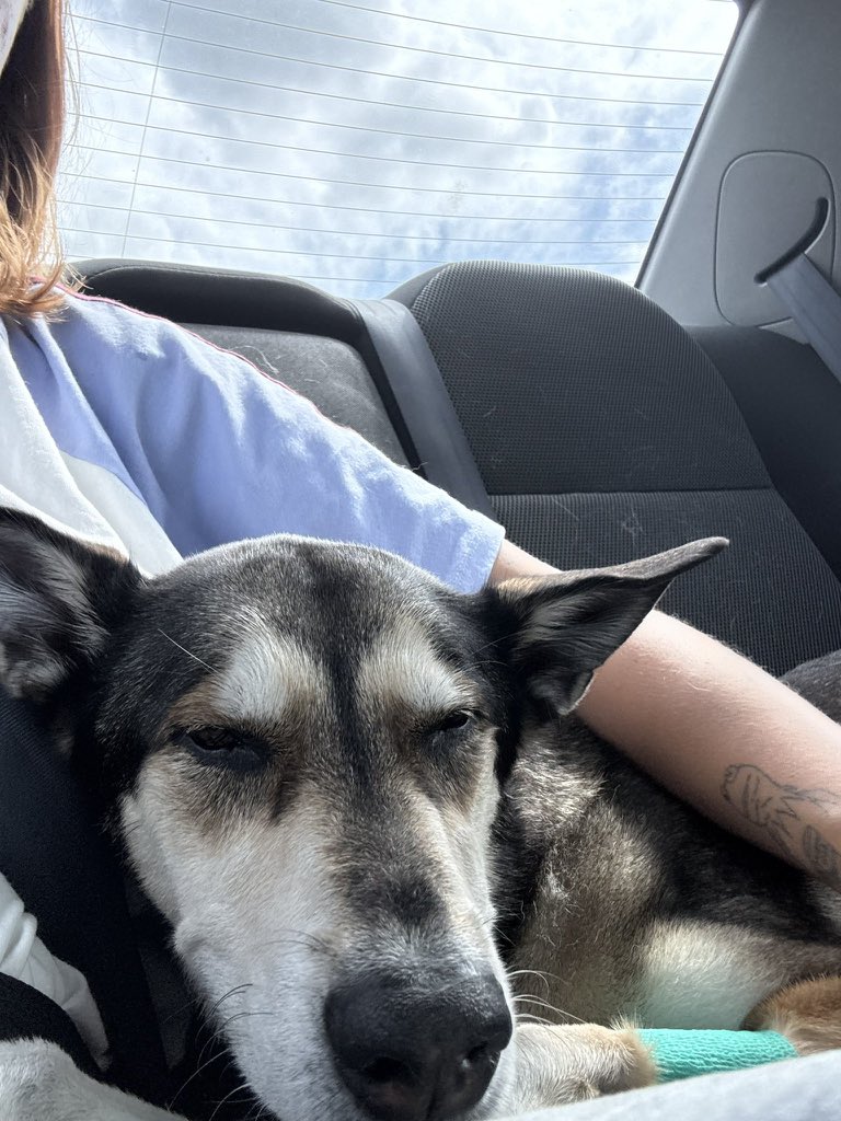 Onelasttac02's tweet photo. My baby girl 😫🥺🤞✨🩷
Princess Xena✨ https://t.co/Plgdpe5xwx