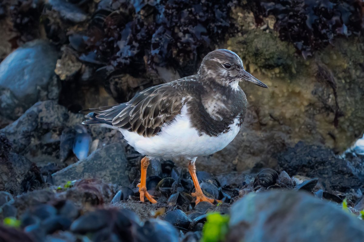 SittersDaan's tweet photo. The cheeky Ruddy Turnstone hunting for snacks among the mussels. 🐚 Those bright orange legs always provide such a great contrast! 
#Turnstone #Birding #NaturePhotography #Zeeland https://t.co/DvB0uhemQZ