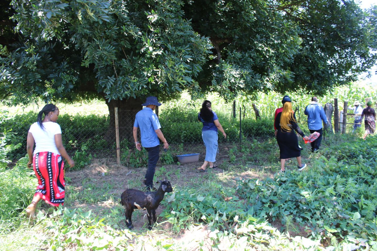 At Madlangemphisi, a foster care parent supported through our Family Strengthening Programme is making progress in her broiler chicken business and farming project, empowered with seed capital and farming inputs.
Strong families = protected children.
#EmpoweringFamilies