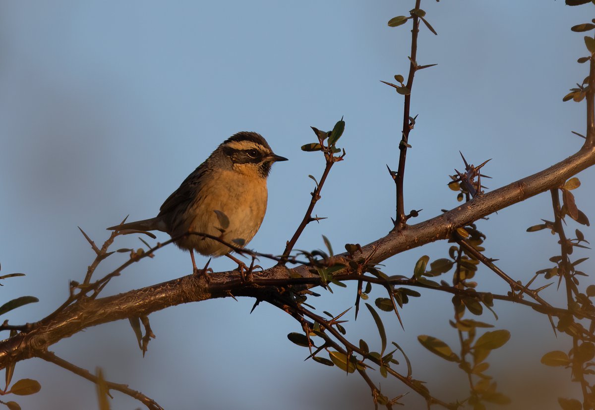 Ashley Howe tweet media