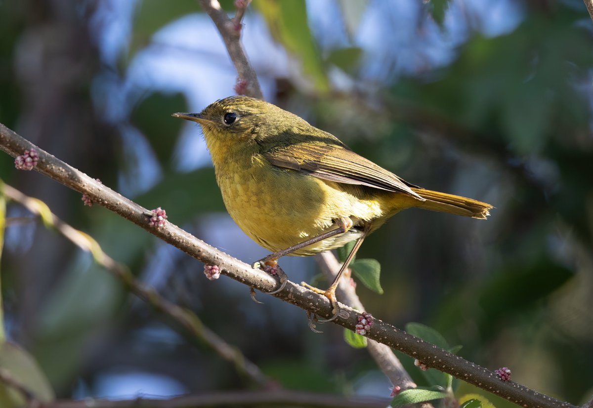 Ashley Howe tweet media