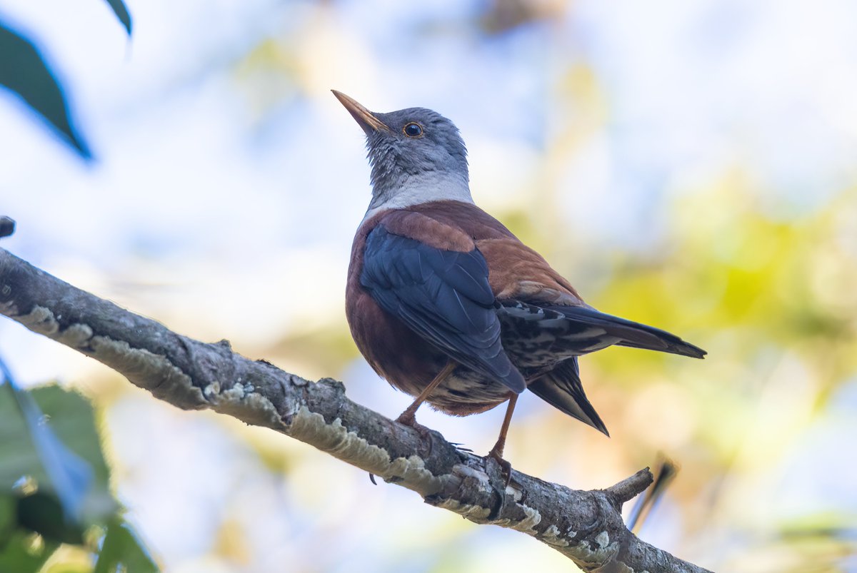 Ashley Howe tweet media