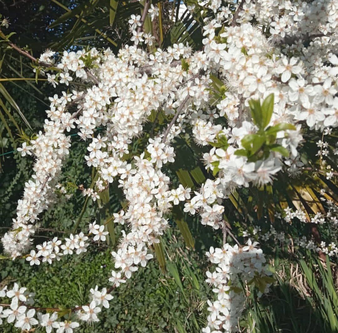 GiulyDary's tweet image. Tieni a mente sempre chi sei ..prendi da loro non farti contaminare mai e perennemente puro rimarrai 🤍
Giuly Dary💌
(1/04/2021)

My 📸

In instagram: @giulia_dario95
@dario_giulia_giuly_dary

#GiulyDaryVibrazioni #PoetaGiuliaDario
#Purezza
#Diversity
#PianteeFiori