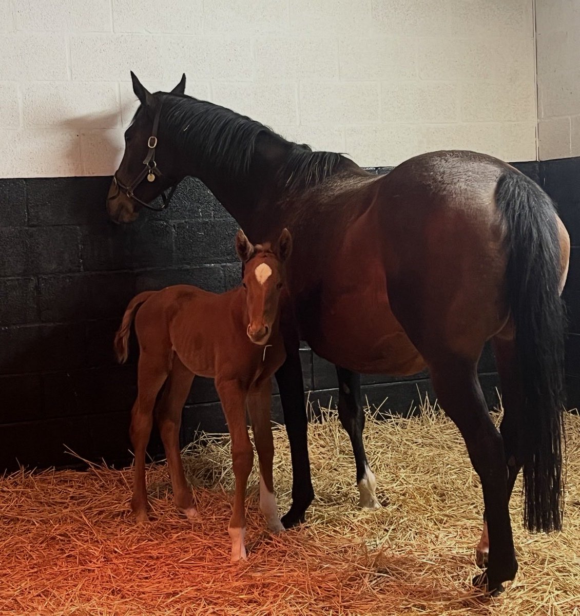 Brookside Stud tweet media