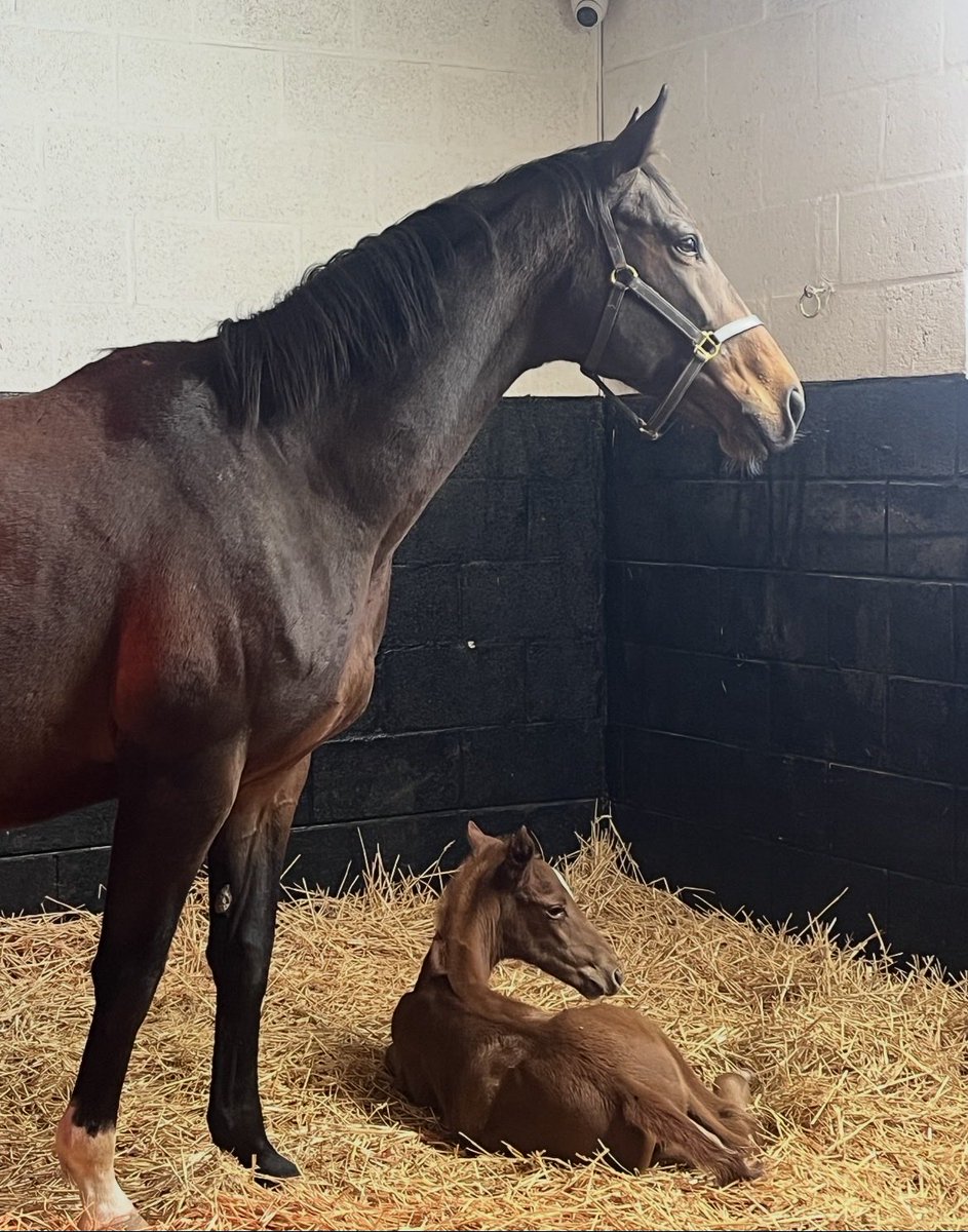 Brookside Stud tweet media