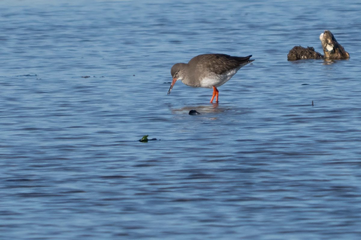 SittersDaan's tweet photo. The Common Redshank, also known as the 'warden of the marsh'. 🚨 Always alert and unmistakable with its bright red legs. #Redshank #Waders #Brouwersdam #birdwatching https://t.co/DRsx3w4zke