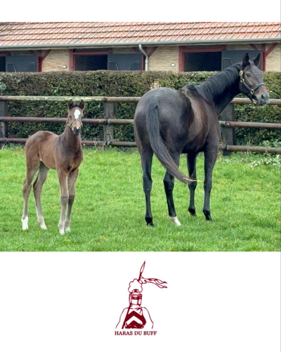 Haras du Buff tweet media