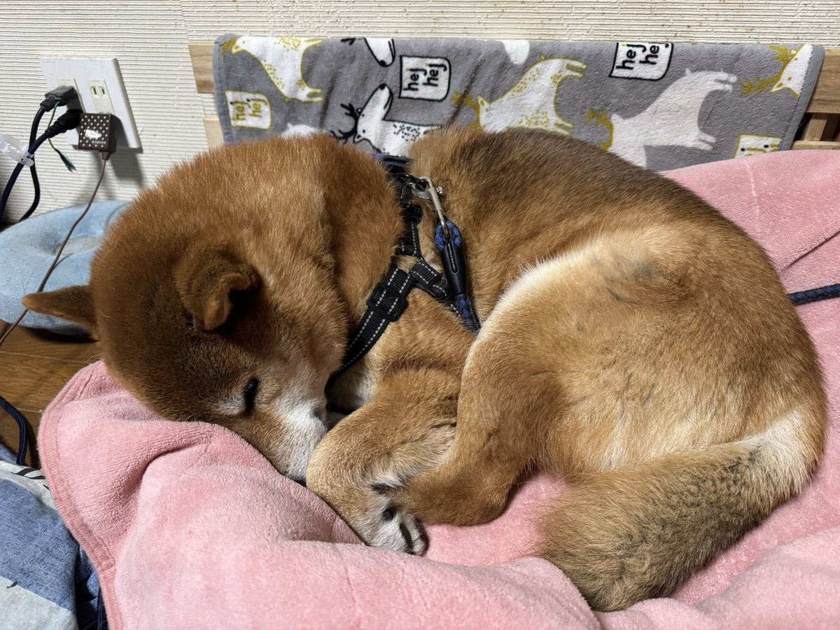 くまきち (@bearbeartyan) / Posts / X