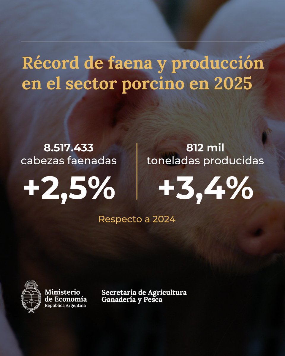 Más récords del campo. En 2025 se produjeron 812.272 toneladas de carne porcina (+3,4%). El consumo interno alcanzó los 18,9 kilos (+8,7%) y las exportaciones los 15,3 M/u$s (+3%)...