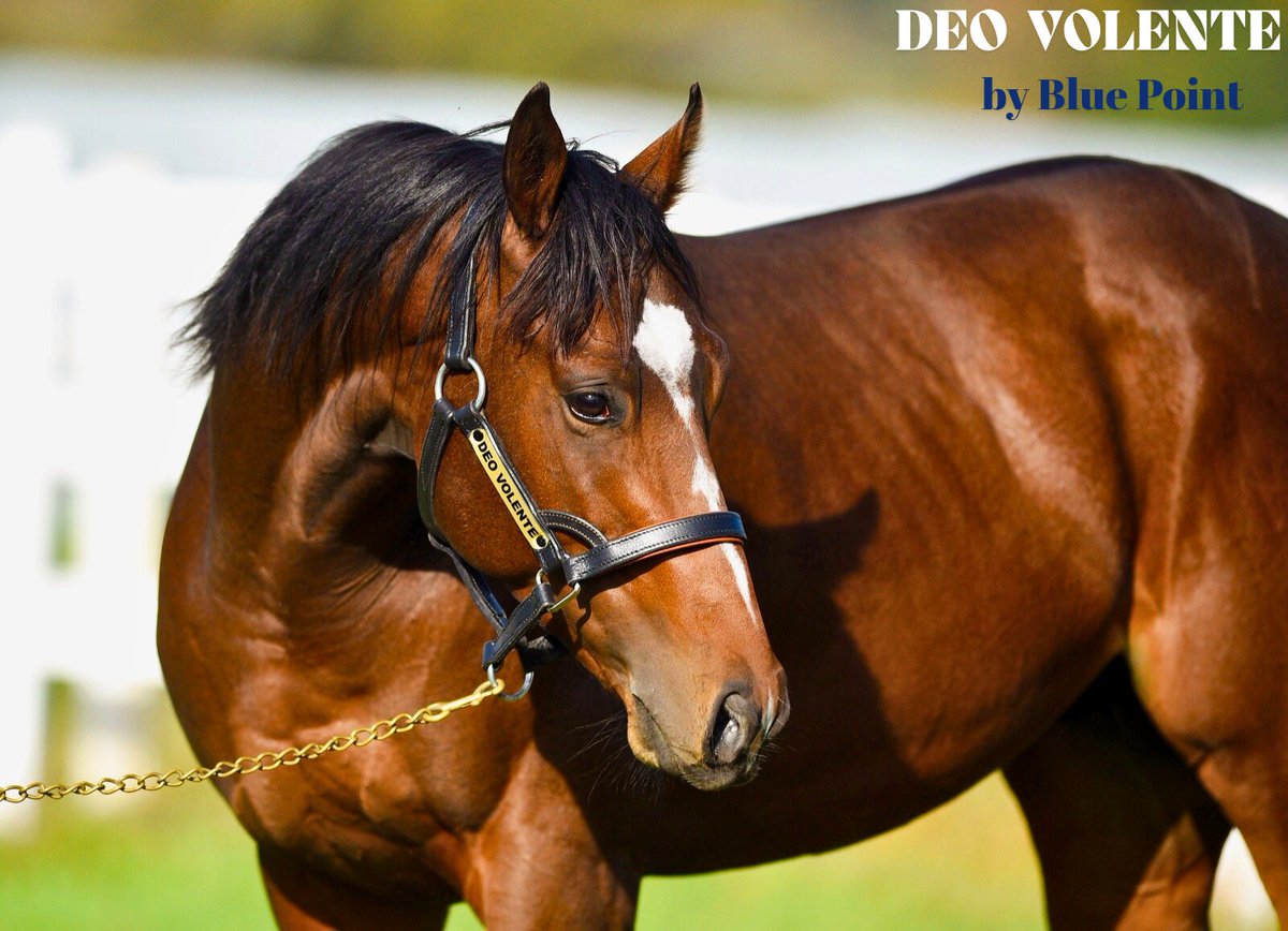 CelikogluStllns's tweet image. 🔻ROSETTA by Marlin (USA) 🔻

Değerli kısrağıyla aygırımız  DEO VOLENTE ( #Bluepoint ) tercihinde bulunan Sn. Umut Karabulut'a teşekkür ederiz. Sağlıklı bir süreç olması temennisiyle 🧿🙏