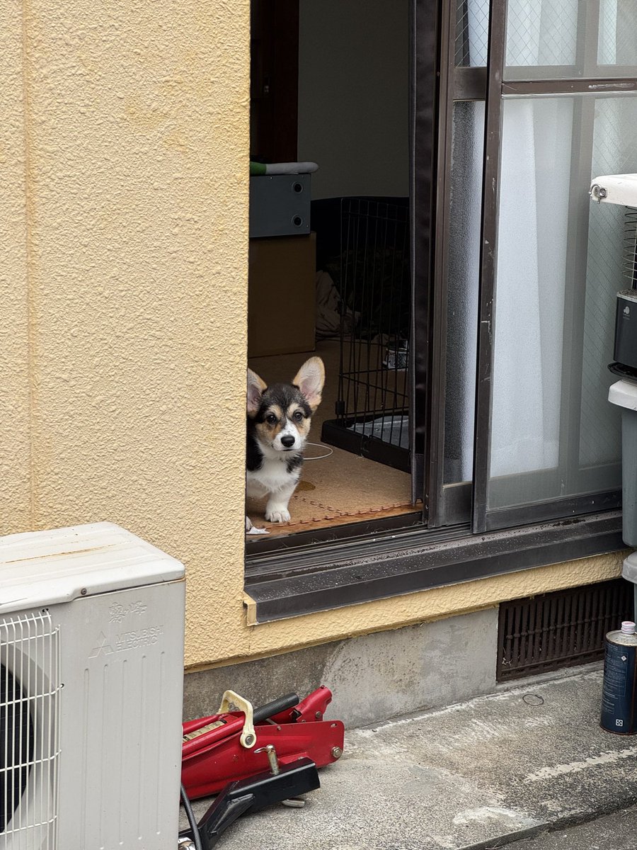 onigirry's tweet image. 家には帰りを待っているコーギーが居るのだ