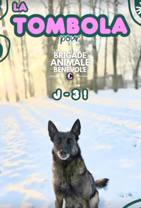 Brigade Animale Bénévole | BAB tweet media