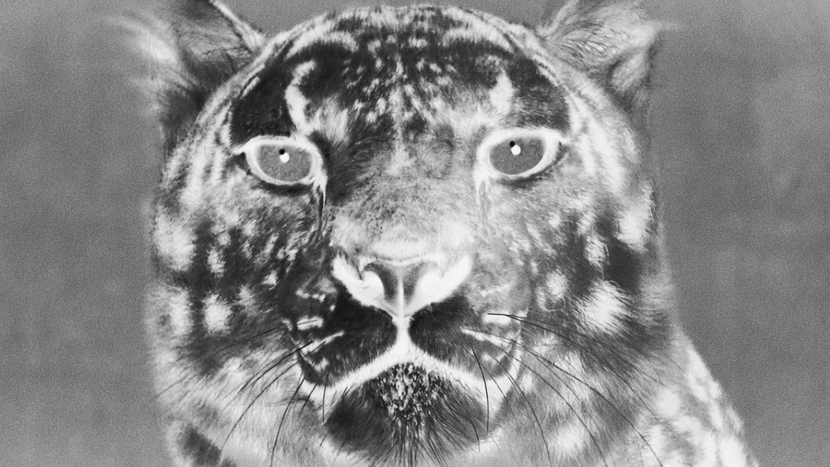 inZAYN's tweet image. 🌪️🖤🌫️