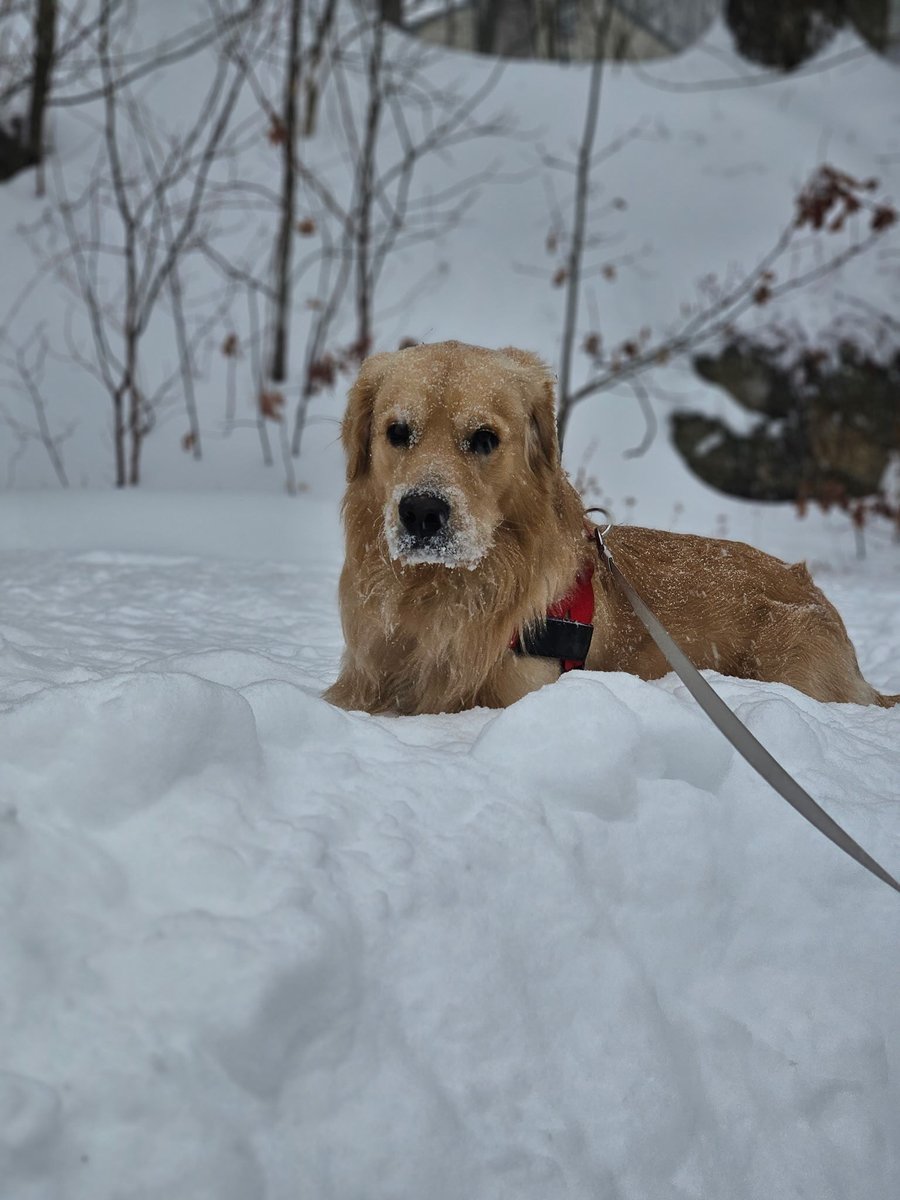 delgadostoneusa's tweet image. It's National Golden Retriever Day! Today (and every day) we're celebrating the fun, laughter, and "right amount of mischief" Rooney adds to our work days! We're so happy to have him on our team. ♥️ #delgadostone #delgadodogs #officedogs #goldenretriever
