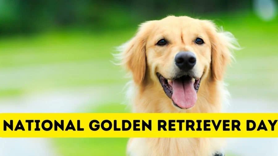 Today is National Golden Retriever Day, so we've fetched a few fun facts about Goldens: dogtipper.com/national-golde…