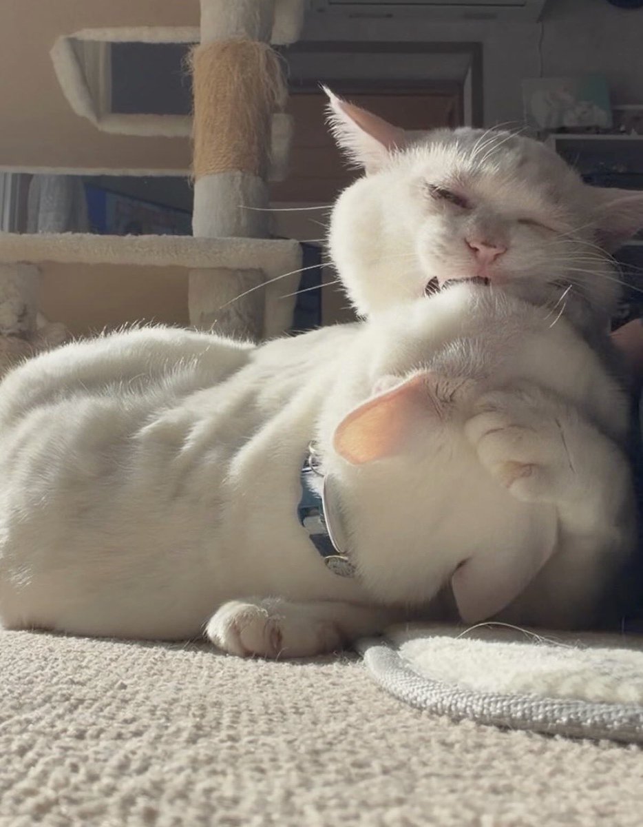 美香 🐈🐈‍⬛🐾🍒 (@mica773rk) / Posts / X