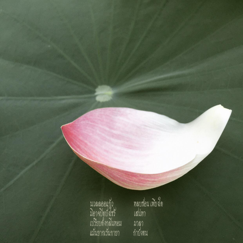 teablossominrainðļð§ tweet media
