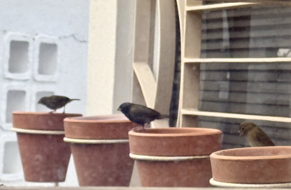 Ramón Vera O RH+ tweet media