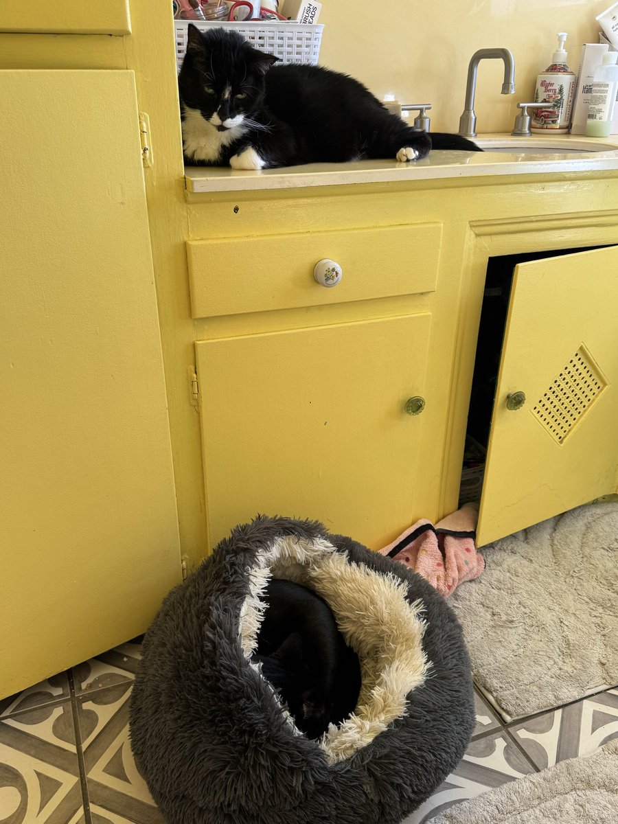 emlaz's tweet photo. Cat-mates. Billie Jean is having a time out in her cat cave after growling at Ruthie the (tuxedo) new cat. 
I too feel like Billie Jean—hiding in an anxiety bed seems preferable these days than facing reality in this world with current events, personal obligations etc. 
I want to be more like Ruthie: calm, indifferent, non reactive when I’m hissed and growled at. #goals