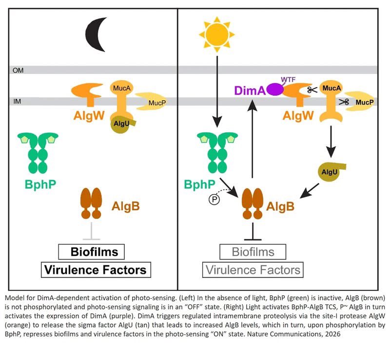 kolaadetu's tweet image. 🚨 BREAKING: Scientists just cracked how INVISIBLE far-red light can DISARM a deadly superbug without killing it! 😱🔦  

Pseudomonas aeruginosa — the notorious antibiotic-resistant killer behind hospital infections, cystic fibrosis lung havoc, and burn wounds — is finally…