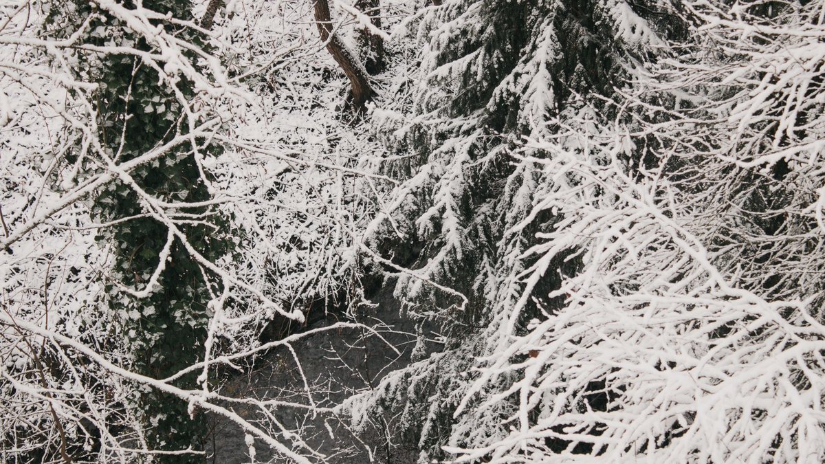 Celilyra's tweet photo. „Der Wald war ein Irrgarten aus Schnee und Eis.“
#Buchbeginn #DasReichdersiebenHöfe #ACourtofThornsandRoses #SarahJMaas https://t.co/dlbIAhMhWY