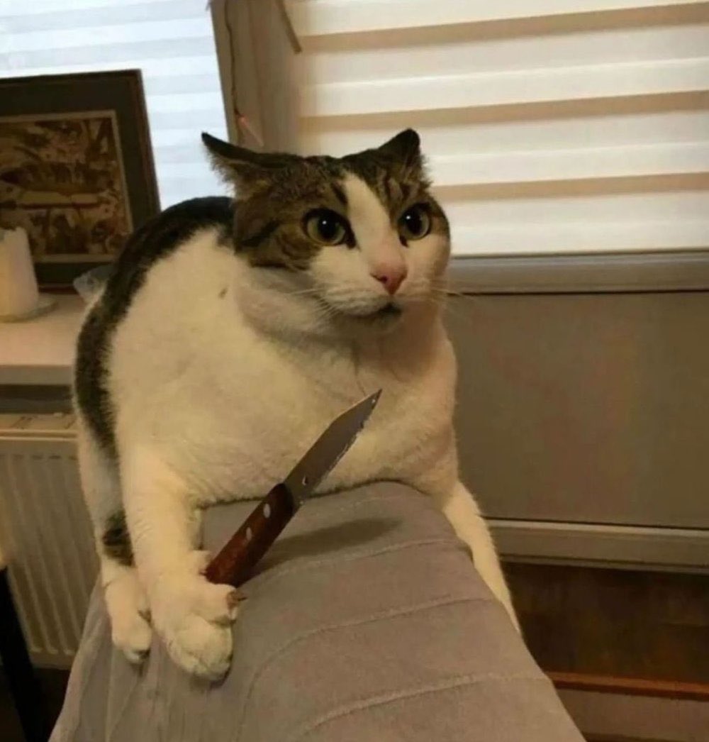 Maddie 🌺 tweet media