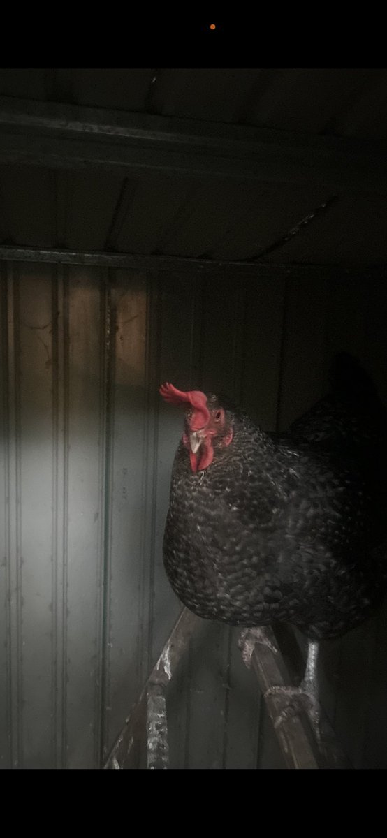 emlaz's tweet photo. This is Dottie. She’s the biggest hen I have. She likes letting her hen-mate know who’s boss, and she’s very food motivated. Looking at how chickens groom and molt feathers, cats shed fur, and how the dog…carpets the floor with his; one looks at the theme of shedding. It can be painful or pleasant. I was remembering how @HowieTheCrab shed her shell annually, a process that was painful, nerve wracking, yet poetic. In order to grow, one must face the uncomfortable. Shedding the entire exterior layer to fit into a larger version of ourselves can take days for a crab or months for others. 
     I’m enrolled and starting the #B4C @Breathe4Change_ yoga teacher/#sel facilitator training this afternoon and there’s a beautiful infographic on comfort zone-growth zone and panic zone. You can’t learn or grow when you’re comfortable or in a panic. It requires balance. 
     Hope you all find ways to grow in meaningful ways this month. 
Dottie thinks you can do it!