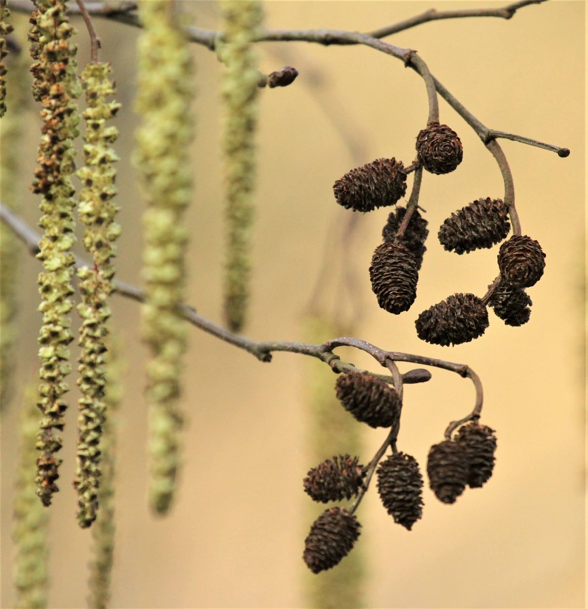 Allen Stuart Holmes tweet media