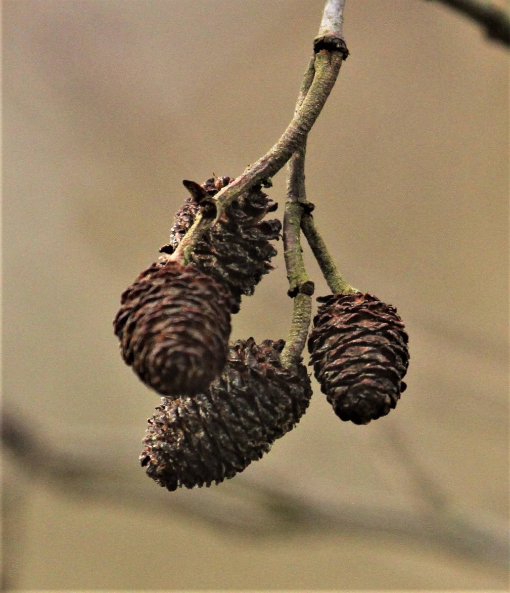 Allen Stuart Holmes tweet media