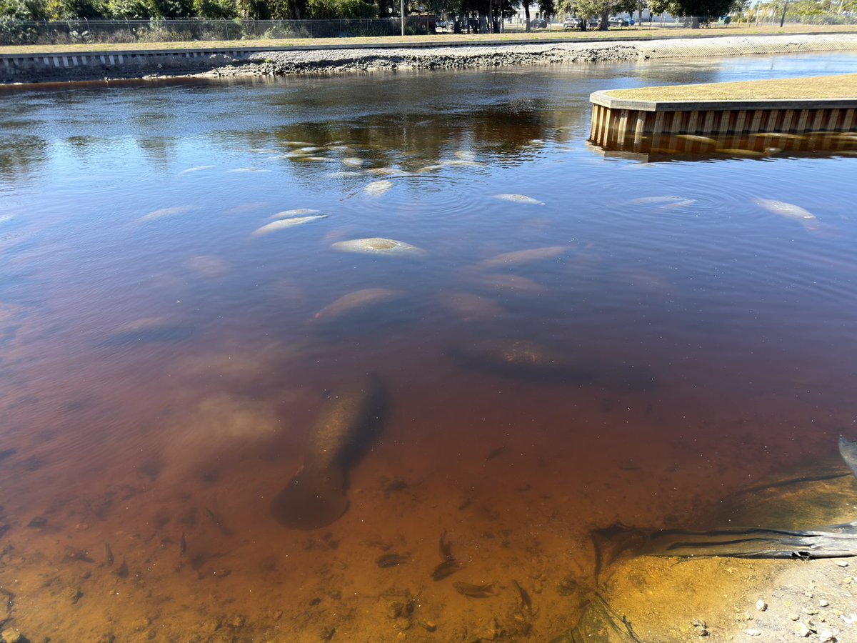 greg16676935420's tweet image. I just saw a bunch of manatees and womanatees