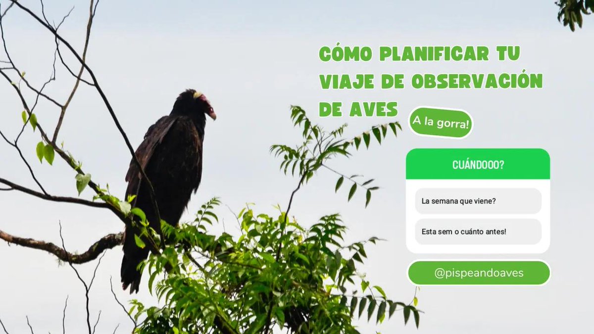 Cuándo prefieren el encuentro virtual??