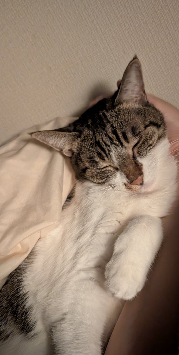 飼い主の背中走るの楽しかった？ そう…よかったね…